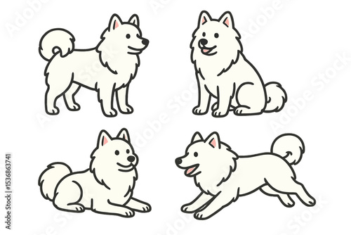 Four American Eskimo Dogs in different poses and expressions  