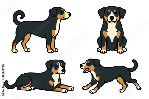 Appenzeller Sennenhund dogs in different poses and expressions  