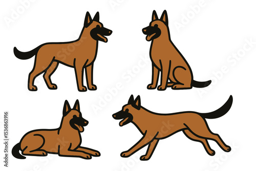 Belgian Shepherd dogs in various poses and positions  