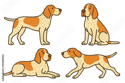 Bracco Italiano dogs in different poses, showcasing various stances  