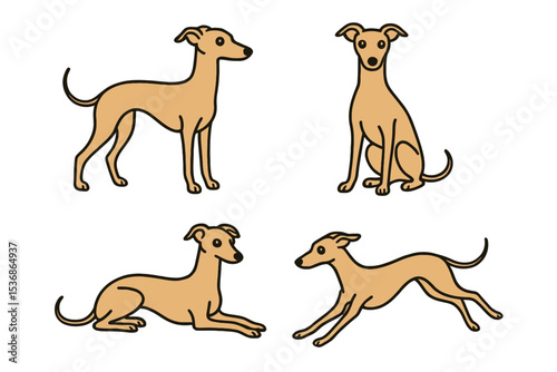 Italian Greyhound in different poses on a transparent background 