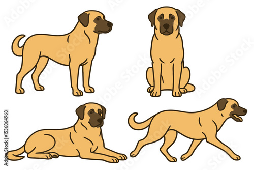 Kangal Shepherd on a transparent background
