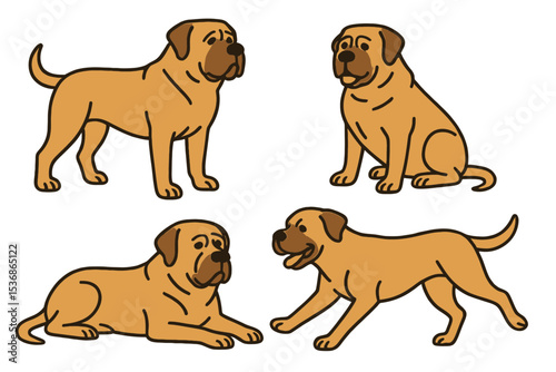 Mastiff in various poses on a transparent background 