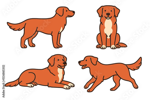 Nova Scotia Duck Tolling Retriever in various poses and activities on a transparent background