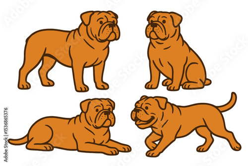 Olde English Bulldogge in different poses and expressions on a transparent background