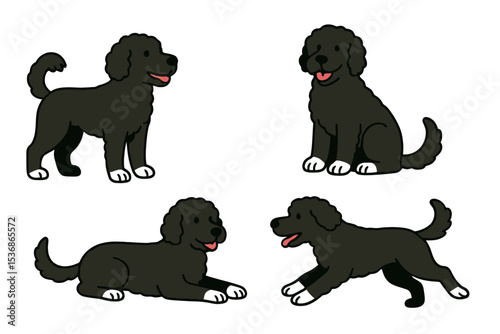 Portuguese Water Dog in different poses on transparent background