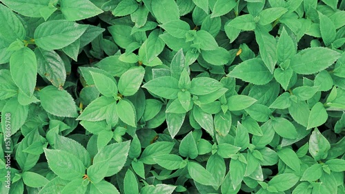 Beautiful natural background with green leaves, top view