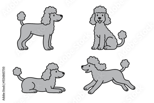 Silver poodle in different poses on transparent background