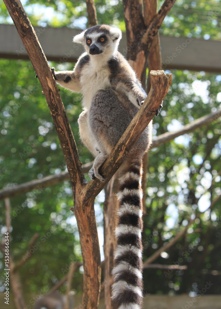 Fototapeta premium An Alert Ring-Tailed Lemur standing up in a tree, with Long black and white tail hanging below,