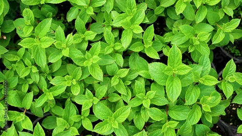 Beautiful natural background with green leaves, top view