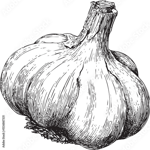 garlic bold line art isolated on white
