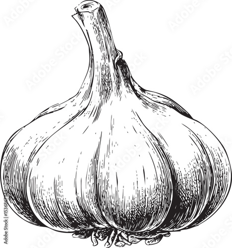 garlic bold line art isolated on white