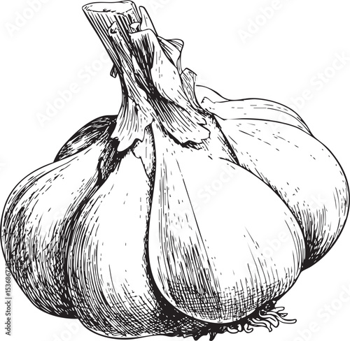 garlic bold line art isolated on white