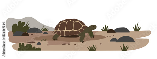 Tortoise with dark brown shell walking through sandy desert landscape with scattered rocks, green grass tufts, and a distant grey hill under pale sky
