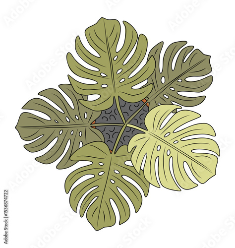 Vector illustration of Monstera potted houseplant, top view colored sketch style, isolated on transparent background. Ideal for botanical, interior design, and gardening concepts