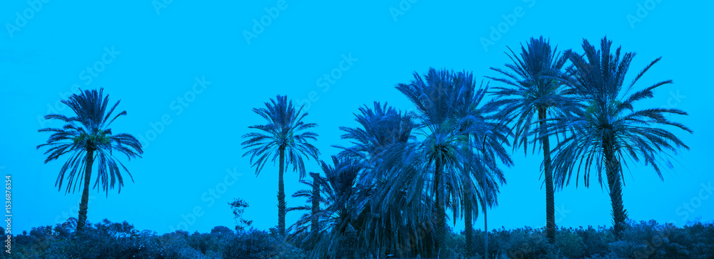 Fototapeta premium Row of tropical palm trees against evening sky. Silhouette of tall palm trees. Tropical evening landscape. Beautiful tropical nature