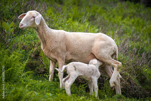 a white ewe with his lamb on a mountain meadow in the alps at a spring day