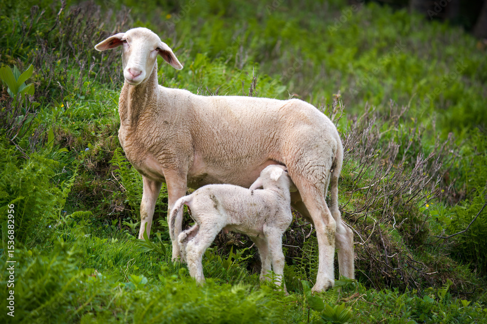 Naklejka premium a white ewe with his lamb on a mountain meadow in the alps at a spring day