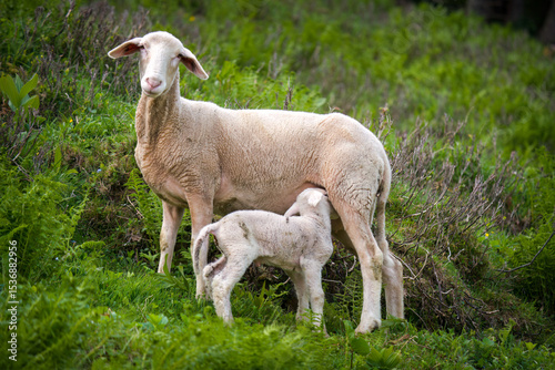 a white ewe with his lamb on a mountain meadow in the alps at a spring day