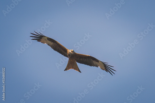 a flying red kite,milvus milvus, on the blue sky at a summer day