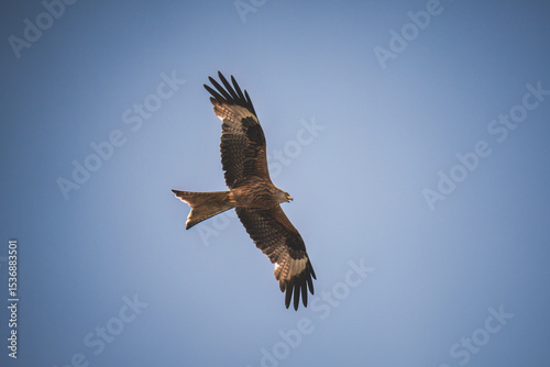 a flying red kite,milvus milvus, on the blue sky at a summer day