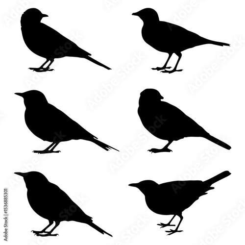Set of  birds silhouettes on isolated with white background