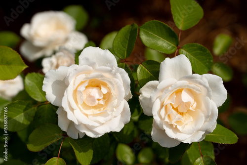 Bloom white rose with green leave in the garden