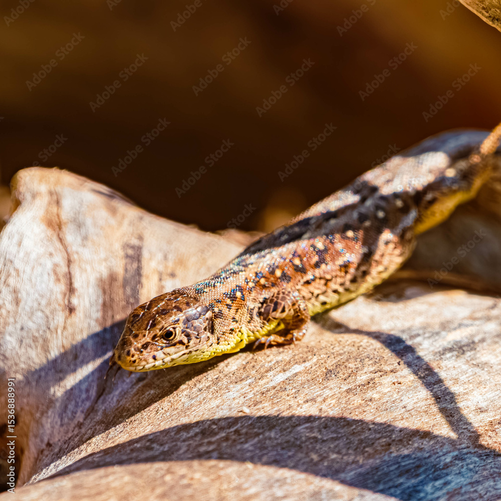 Naklejka premium Lacerta agilis, sand lizard, on a sunny spring day