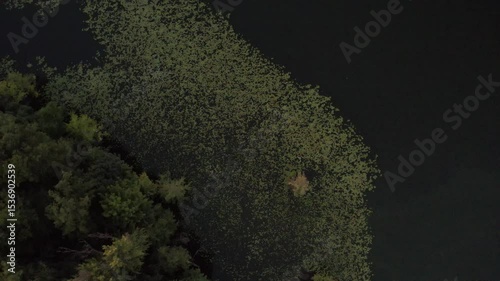 Top-down aerial view of dense lily pads forming a bright green patch on dark water