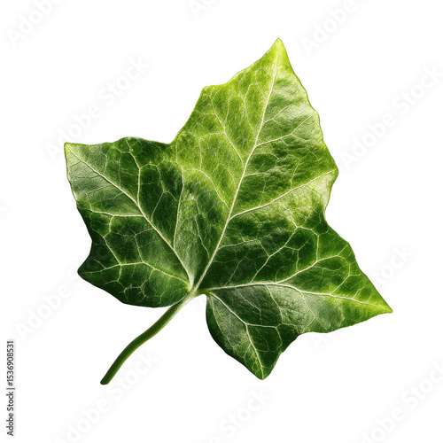 A vibrant green ivy leaf with prominent veins and a glossy texture displayed against a dark backdrop.