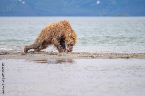 Ruling the landscape, brown bears of Kamchatka (Ursus arctos beringianus)