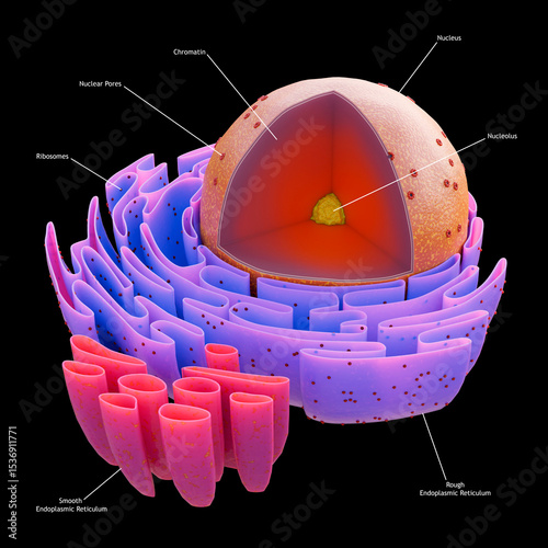 Structure of cell nucleus