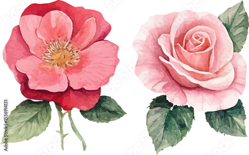 pink carnation flower