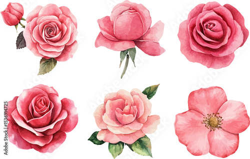 Romantic Watercolor Pink Rose Flower