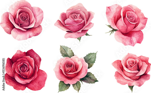 set of roses vector illustration