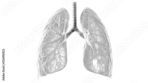 Detailed illustration of human lungs displaying intricate structures and airways, showcasing the inner workings of the respiratory system for educational purposes.