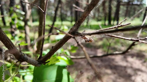 white spider web on branches. slow motion video 4k. Spider working on its web among tree branches in the garden. Close-up of caterpillars on a spider web on a bush branch.