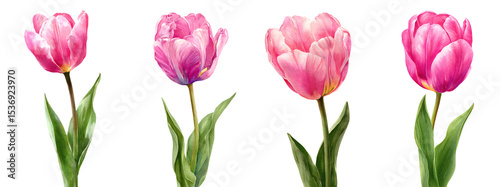 Watercolor Illustration of a Pink Tulip Flower, Transparent background, PNG set