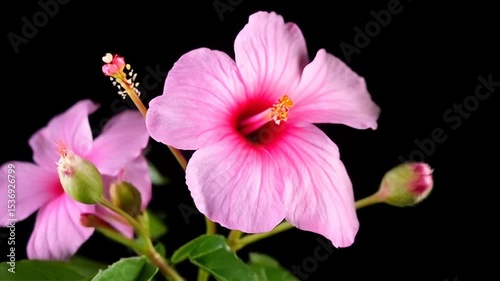 Blooming Pink Flower Close-up on Black Background