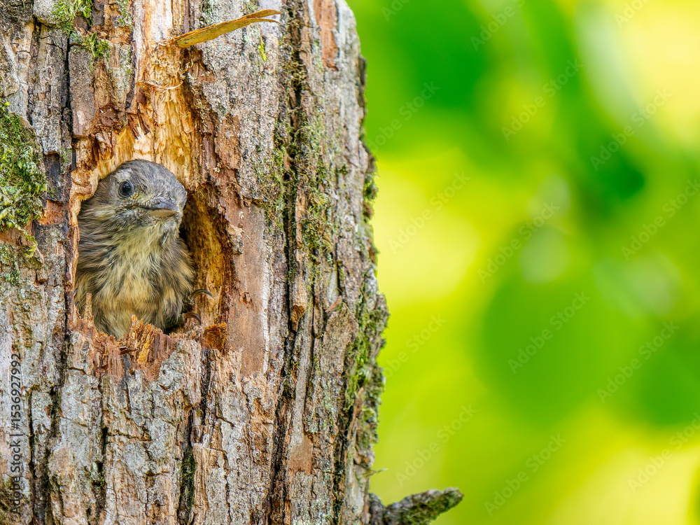 Obraz premium 巣穴から顔をだすコゲラ