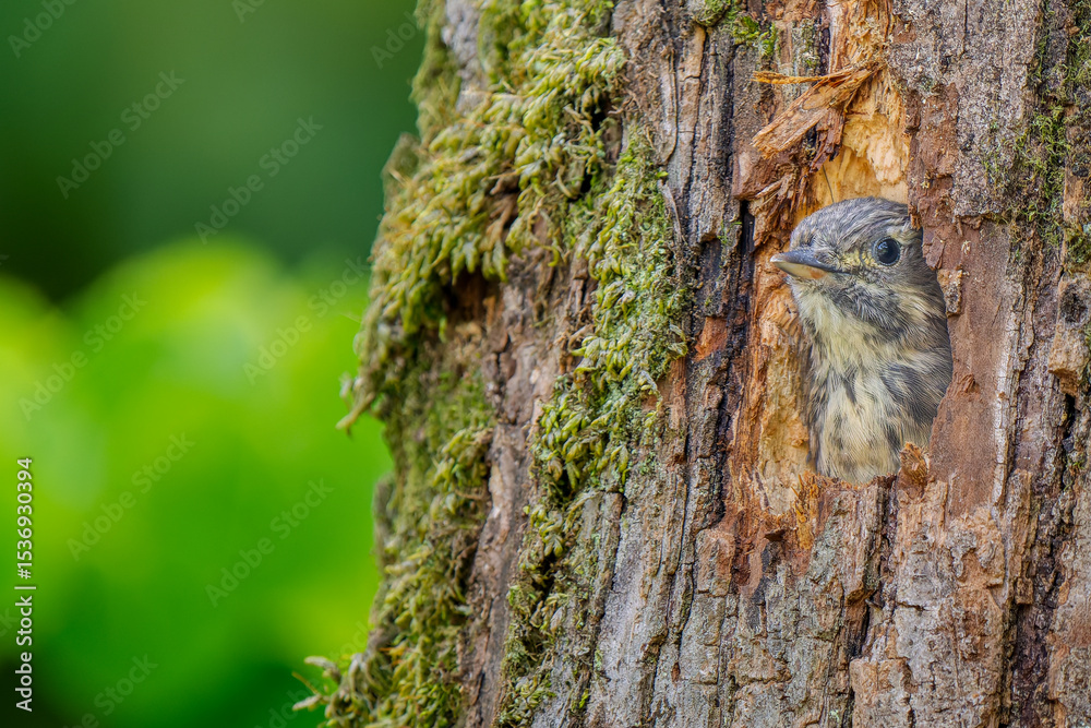 Obraz premium 巣穴から顔をだすコゲラ