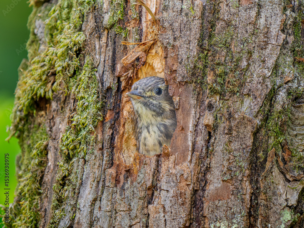 Obraz premium 巣穴から顔をだすコゲラ