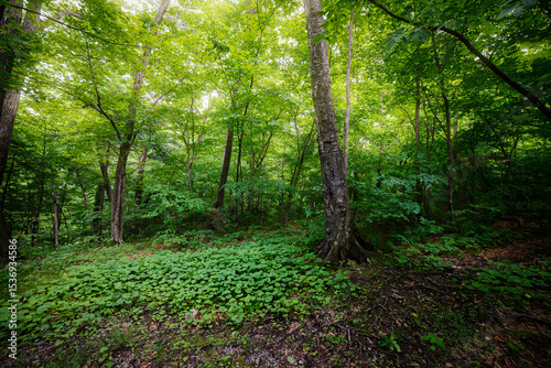 In summer forest at sunny day.