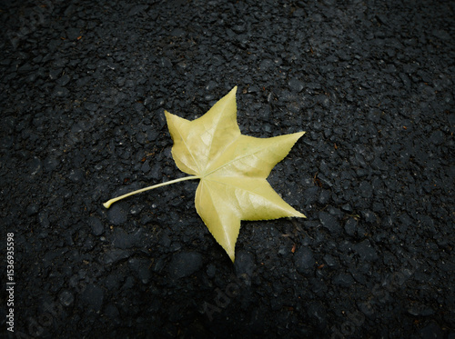 Fallen autumn leaf on asphalt.