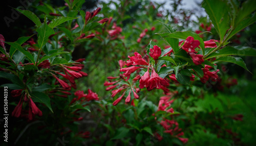 Weigela flowers in the garden. Shallow depth of field.