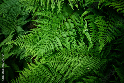 Green fern leaves at spring.