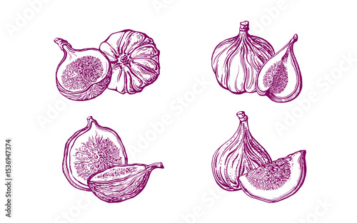 Fig fruits Hand draw vintage art sign Farm harvest