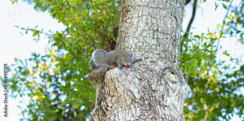木の実を咥えてこちらを見るトウブハイイロリス photo