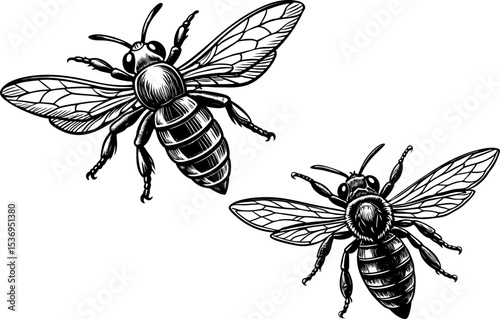 A bee in mid-flight, isolated on a white background. Flying bees with dotted path. Insects group