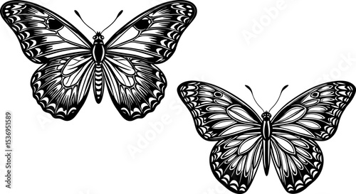 A butterfly with spread wings, isolated on a white background. Symmetrical butterfly with spread wings, black body and antennae, decorated with black circular patterns and dots 